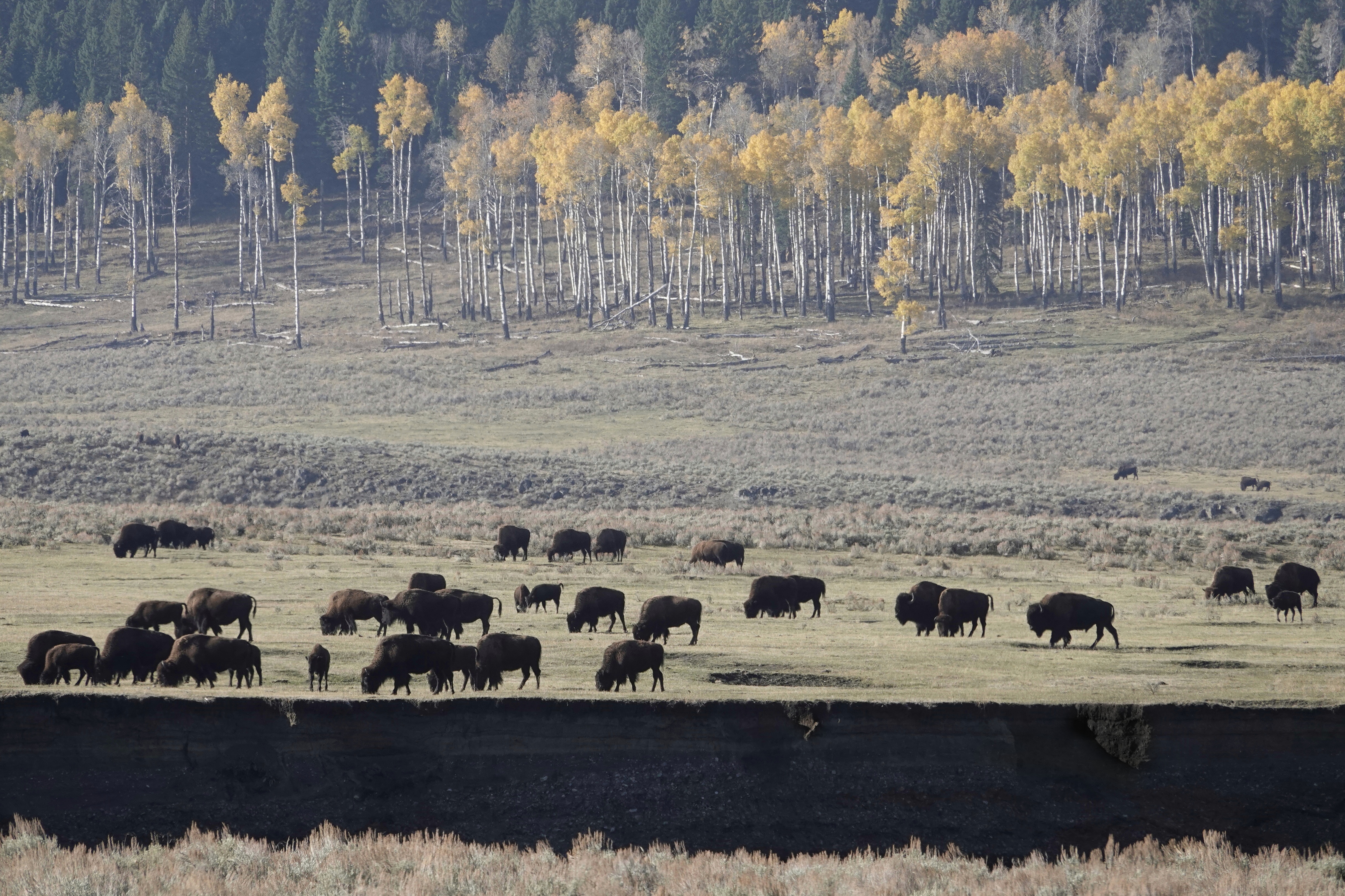 Grand troupeau de bisons à Yellowstone